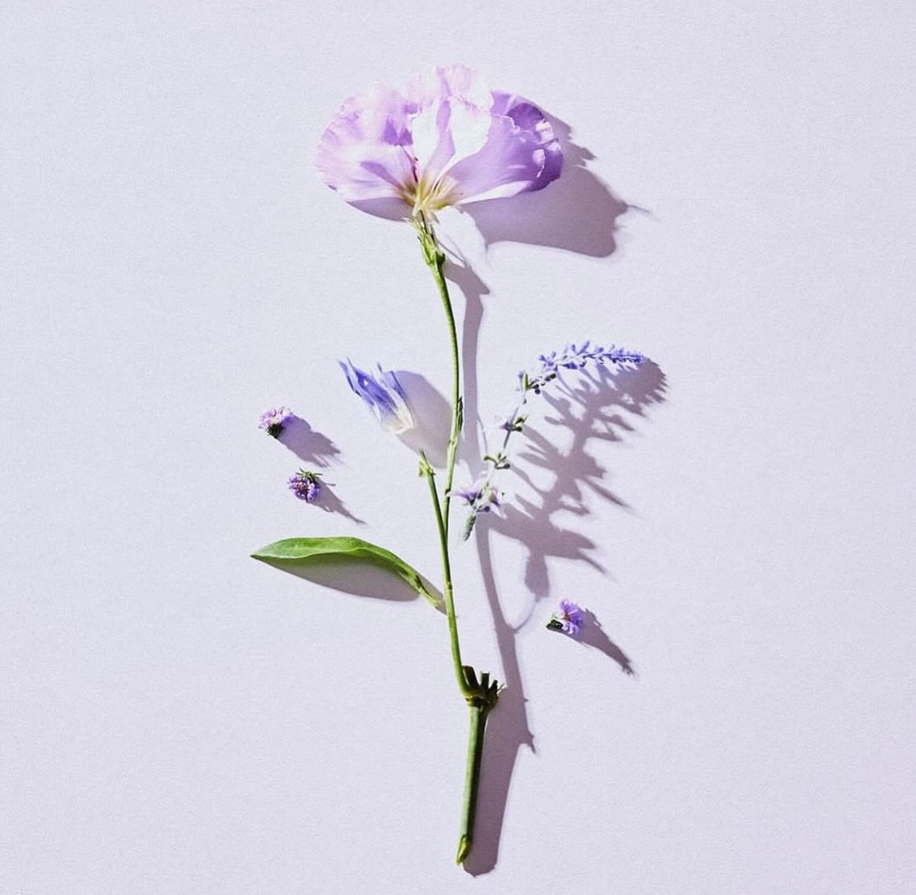 Gift! Kaine Lavender PDRN Revitalizing Toner 30ml